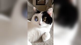 I love that snapchat filters work on my cat! (x/post from /r/cats)