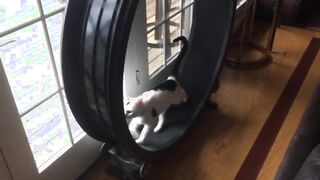 A treadmill for cats (SFW) | Members of a rowing team after practice (NSFW)