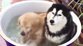 Dogs having a bath (SFW) | Nice guys finish first (NSFW)