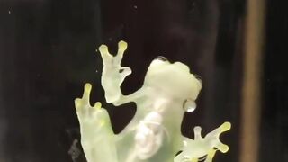 Transparent frog with all its organs visible (SFW) | "It's not gay if we're bros, right?" (NSFW)