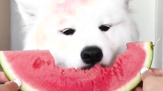 A dog eating a watermelon (SFW gif) | Twing being gang-banged in a locker room (NSFW gif)